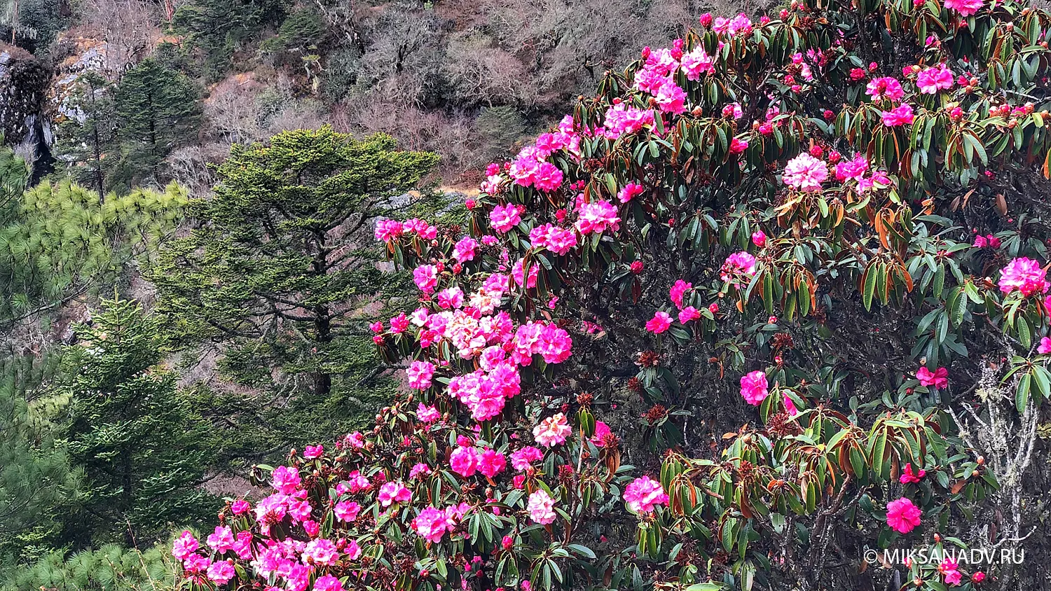 Треккинг в Базовый Лагерь Эвереста и Пик Кала-Пхатар 5600 м